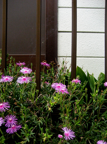 Flowers of Hope