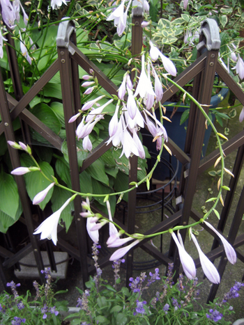 Flowers of Hope