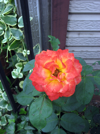 Flowers of Hope
