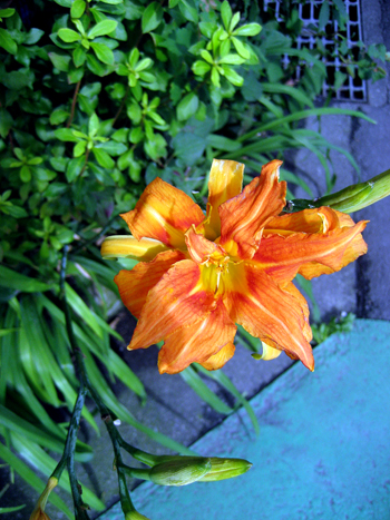 Flowers of Hope