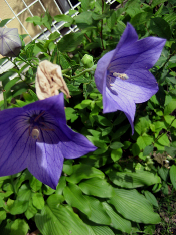 Flowers of Hope