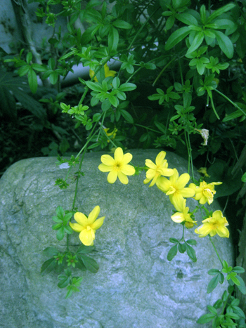 Flowers of Hope