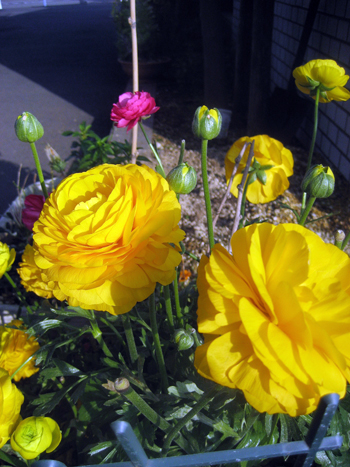 Flowers of Hope