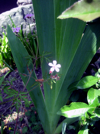 Flowers of Hope