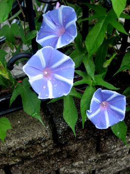 Flowers of Hope