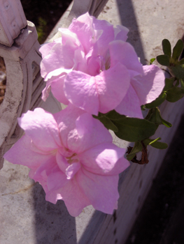 Flowers of Hope