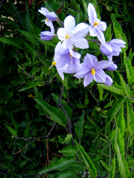Flowers of Hope
