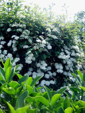 Flowers of Hope