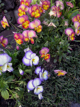 Flowers of Hope