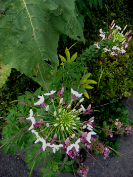 Flowers of Hope