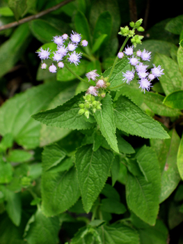 Flowers of Hope
