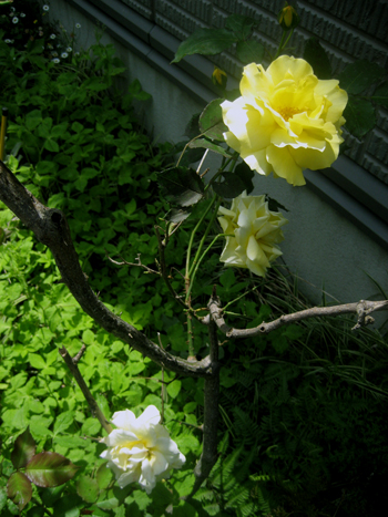 Flowers of Hope