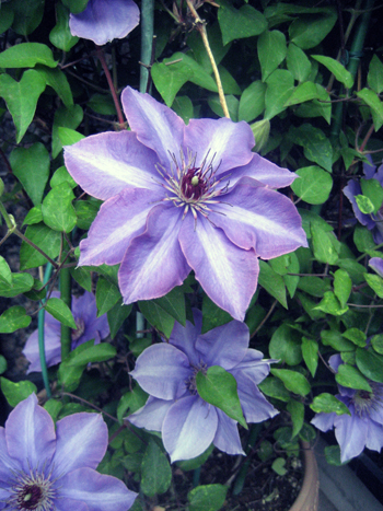 Flowers of Hope