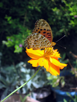 Flowers of Hope