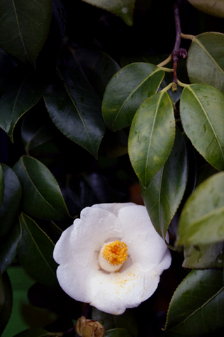 Flowers of Hope