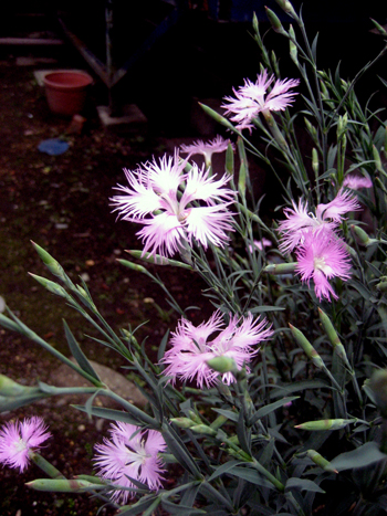 Flowers of Hope
