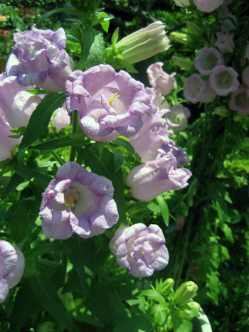 Flowers of Hope