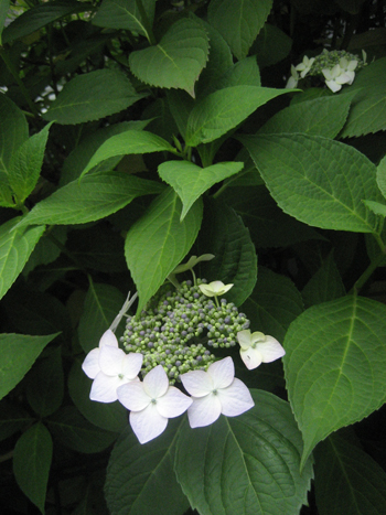 Flowers of Hope