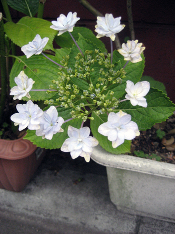 Flowers of Hope
