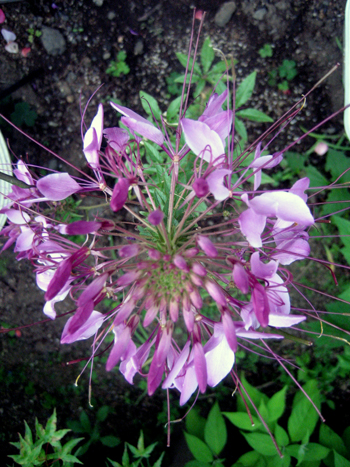 Flowers of Hope