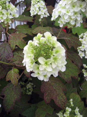 Flowers of Hope
