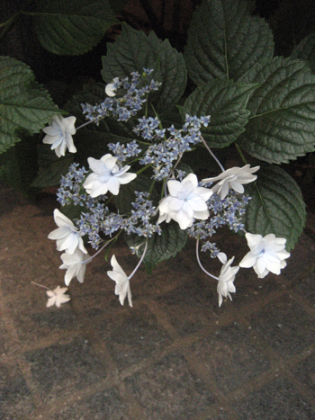 Flowers of Hope