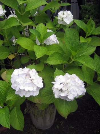 Flowers of Hope