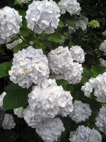 Flowers of Hope