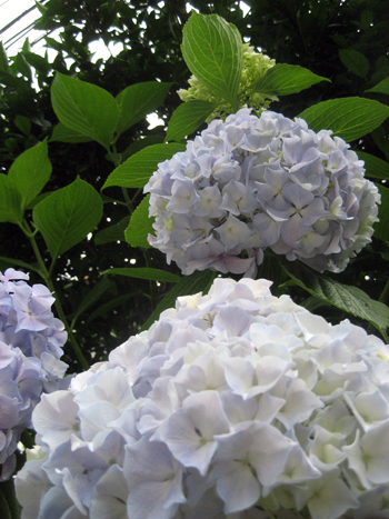 Flowers of Hope