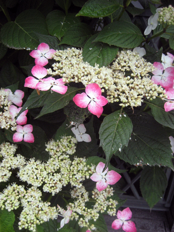 Flowers of Hope