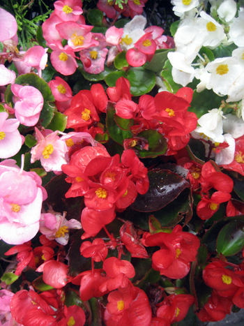 Flowers of Hope