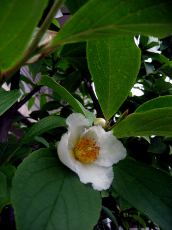 Flowers of Hope
