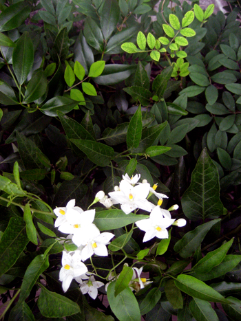 Flowers of Hope