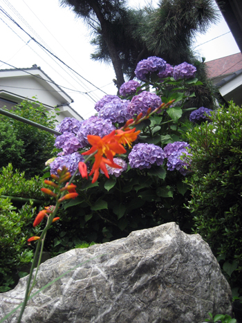 Flowers of Hope