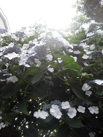 Flowers of Hope