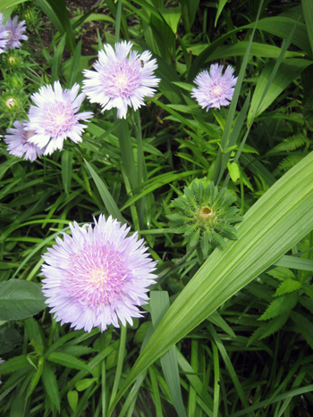 Flowers of Hope
