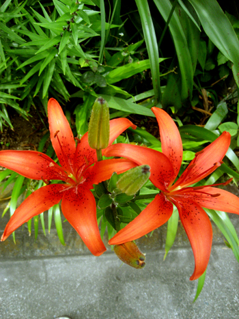 Flowers of Hope