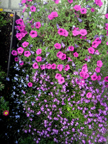 Flowers of Hope