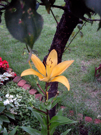 Flowers of Hope