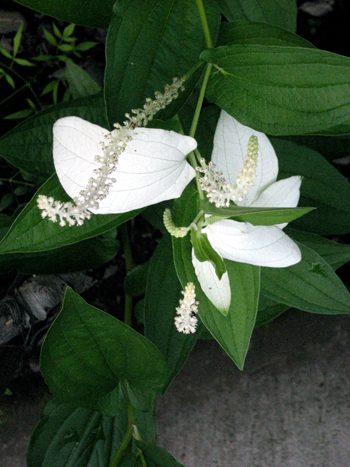 Flowers of Hope