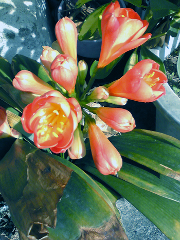 Flowers of Hope