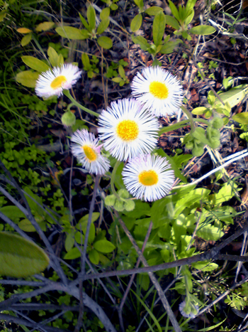 Flowers of Hope