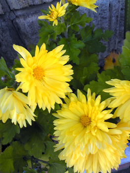 Flowers of Hope