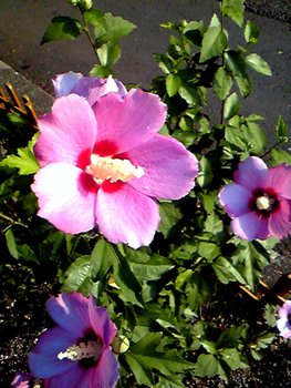 Flowers of Hope