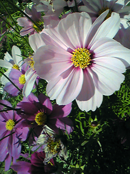 Flowers of Hope