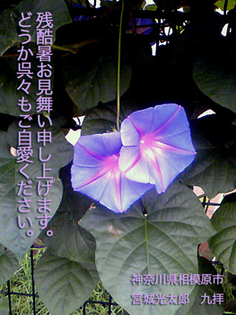 Flowers of Hope