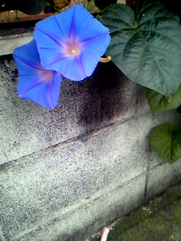 Flowers of Hope