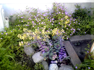 Flowers of Hope