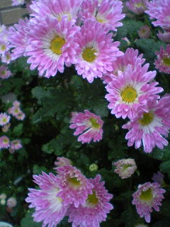 Flowers of Hope