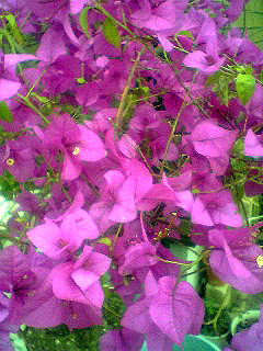 Flowers of Hope